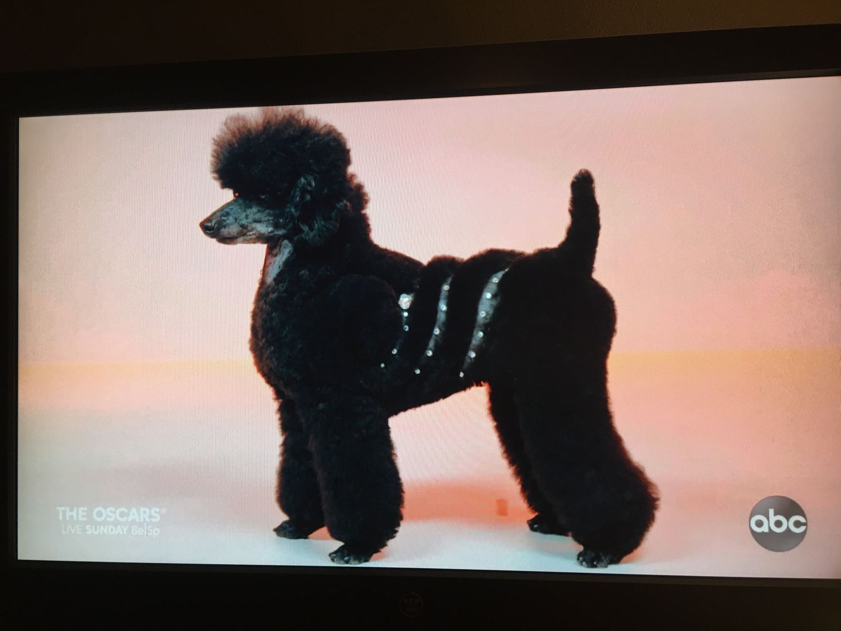 Black poodle